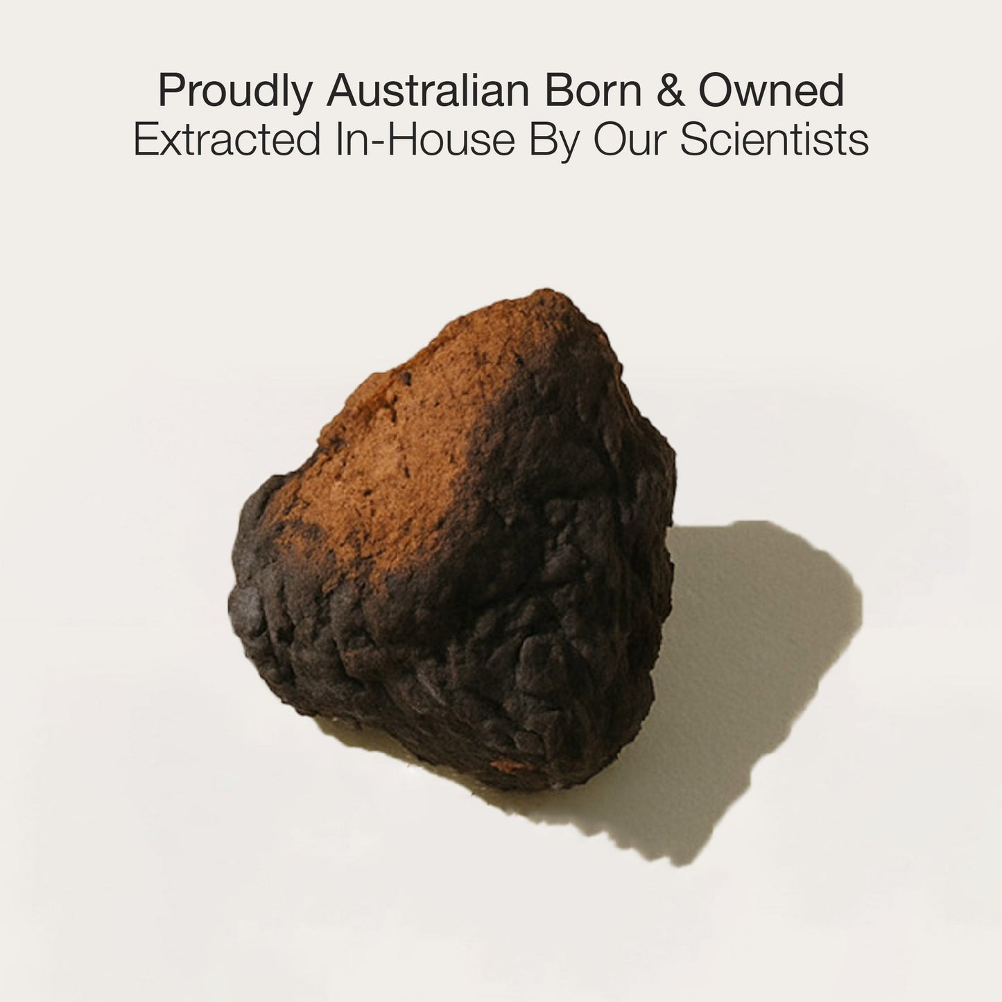 Chaga Mushroom Extract