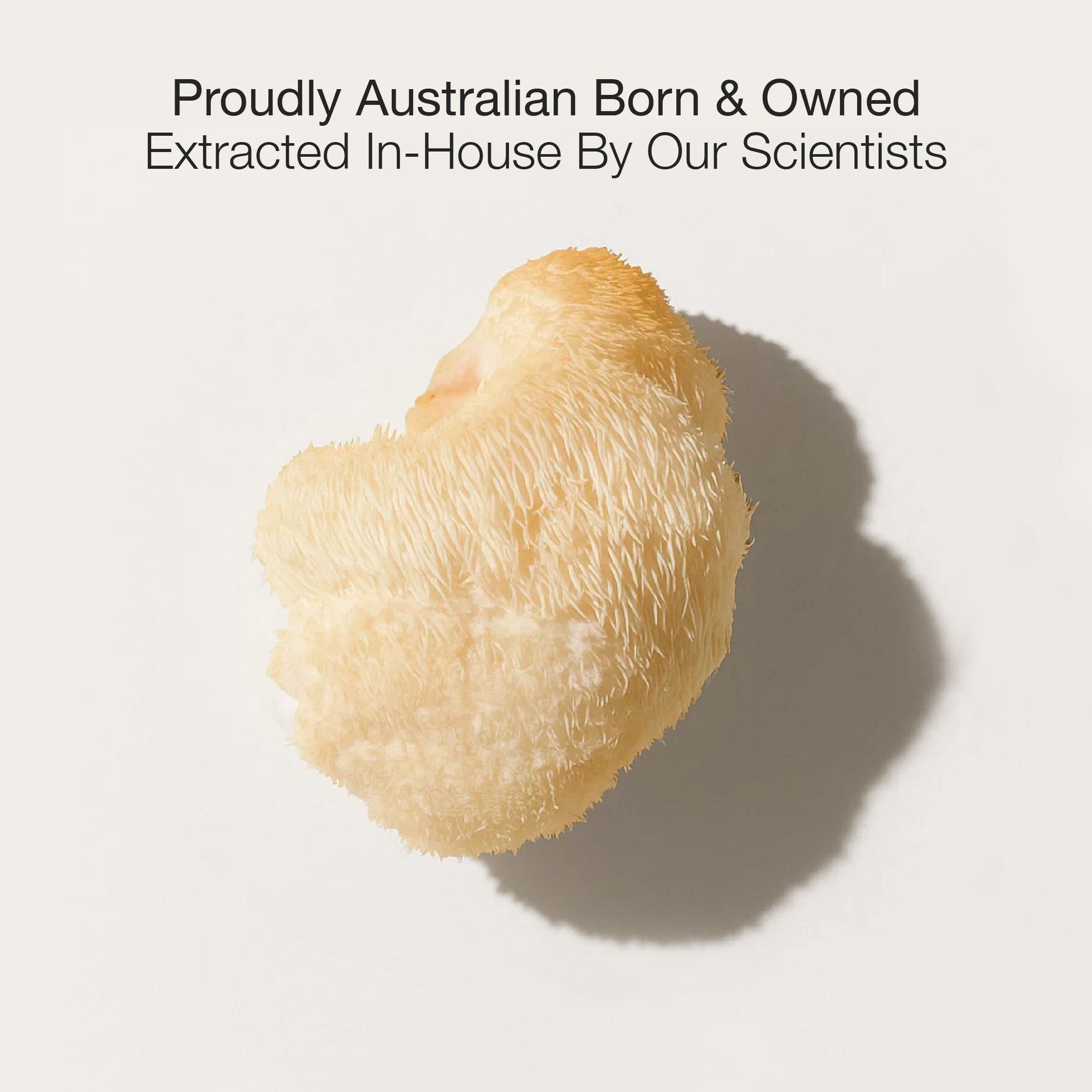 Lion's Mane Mushroom Extract