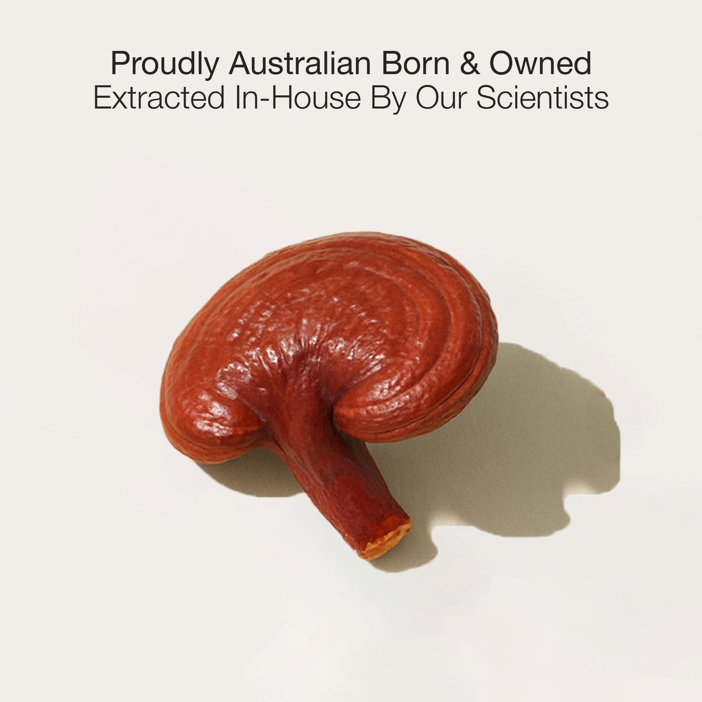 Reishi Mushroom Extract