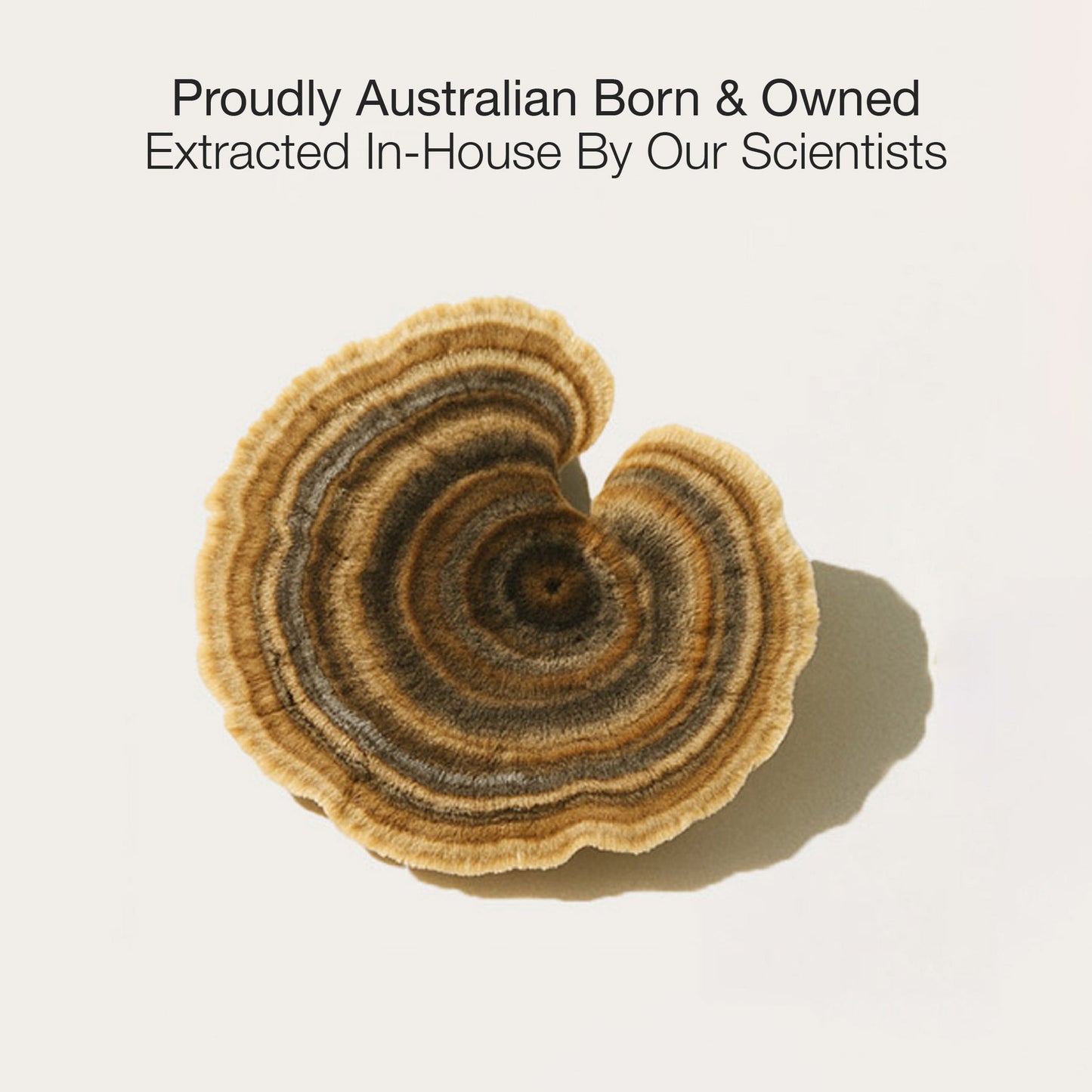 Turkey Tail Mushroom Extract